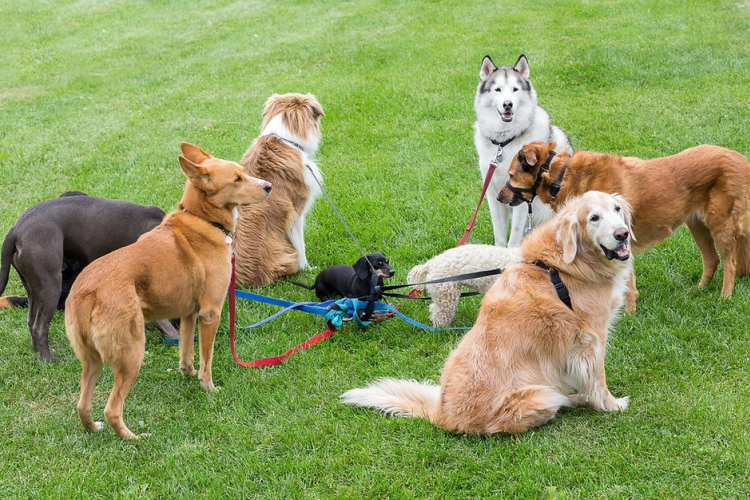 Januártól Bécsben lecsapnak a kutya ellenőrök!