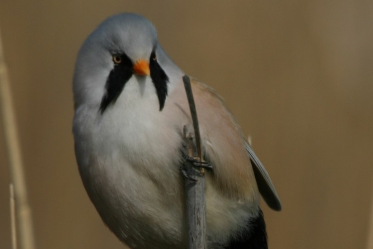 Megválasztották a 2023-as év madarát, kétéltűjét és lepkéjét