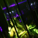 Club Vertigo - Led & Fetish w/ Belocca 2013.03.02. (szombat) (1) (Fotók:Vertigo)