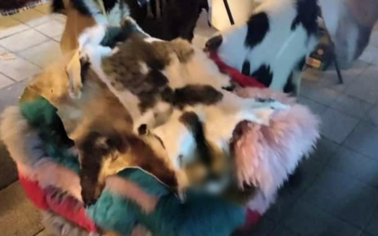 Döbbenet! Macskabundát árultak a győri adventi vásárban