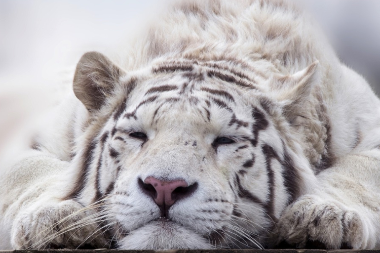 Ma van a Tigrisek Világnapja