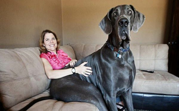 Elpusztult a világ legnagyobb kutyája