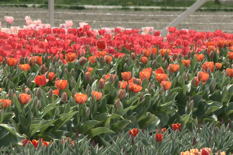 Színes tulipánok Győrladaméron