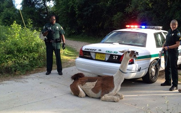 Elszökött láma tapostott meg és köpött egy rendőrre