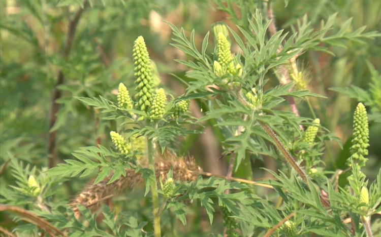 Egyre többen szenvednek a parlagfűtől