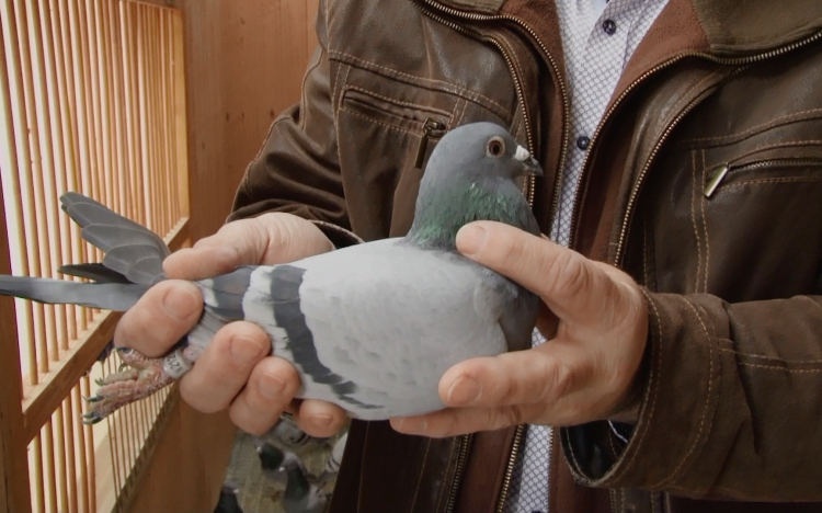 Olimpiai aranyérmes galambász mesél a postagalambsportról