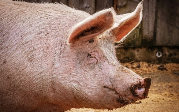 Falusi dinszóvágásra hívnak Dunaszigeten