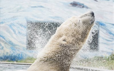 Jegesmedve érkezett a Nyíregyházi Állatparkba