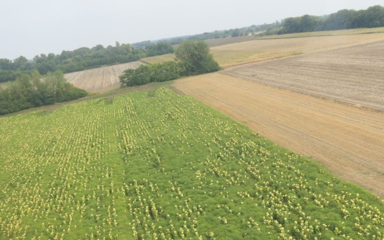 Megkezdődött a parlagfű légi felderítése
