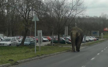 Elszabadult elefánt sétálgatott Zalaegerszegen