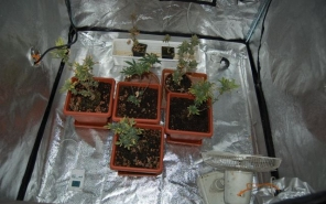 Kábítószert termesztett győri lakásában