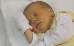 Szeles Anna Dorottya 