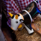 Lapos 2013.02.22. (péntek) (2) (Fotók: K. Balázs)