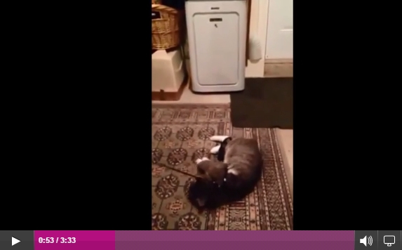 Halottnak tetteti magát a cica, mert nem szeretne sétálni 