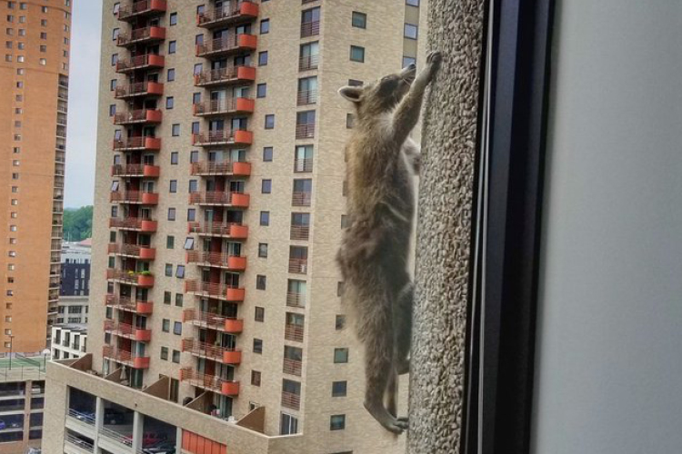 Toronymászó mosómedve fotója járja körbe az internetet