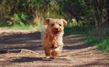 Itt talál meg minden fontos információt a győri ebösszeírásról