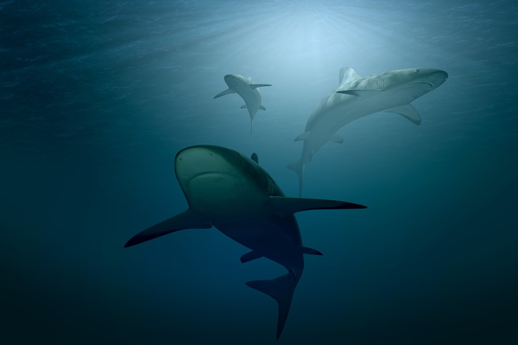 Cápatámadásban életét vesztette egy cseh turista Egyiptomban 