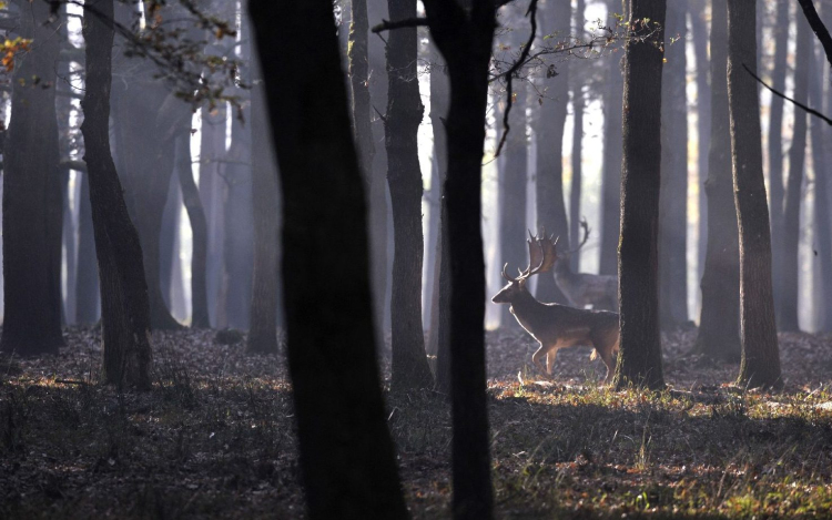 Felélénkül az erdők szerepe
