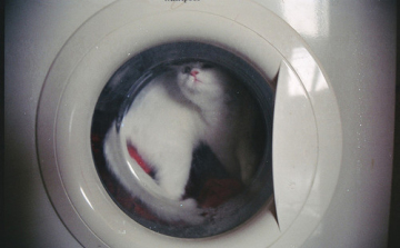 Életben maradt az 50 fokon kimosott kiscica