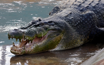 Emberölő, 50 éves krokodilt fogtak a Fülöp-szigeteken 