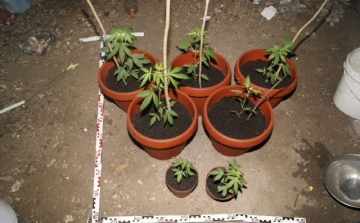 Kábítószergyanús növényeket tartottak egy öttevényi melléképületben