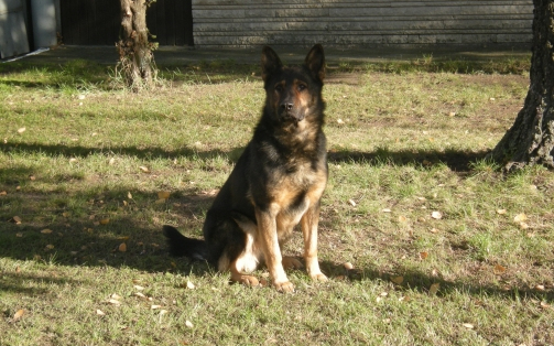 Rendőrkutya találta meg a lopott fát