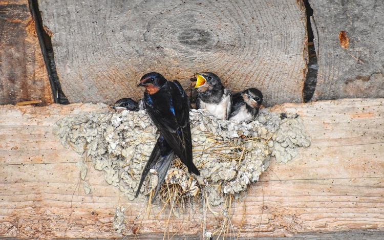 Aggasztó a fecskék helyzete, de mi is tehetünk értük!