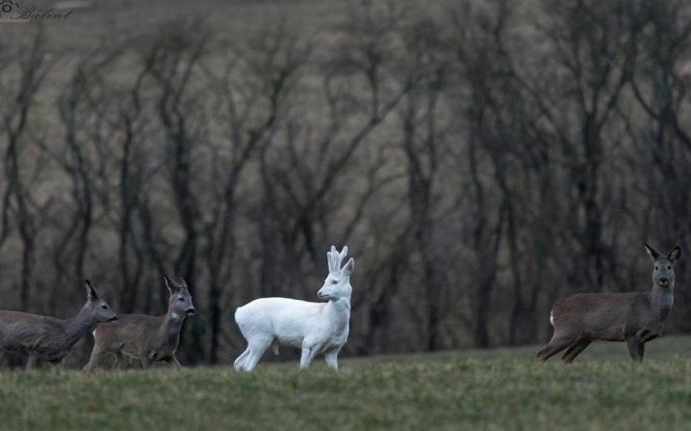 Fehér őzbakra leltek a barcsi erdőben