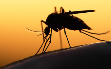 Ma este is lecsapnak a szúnyogokra