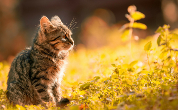Pracli Örökbefogadó és Családi Nap a Győri Puha Praclik Egyesülettel