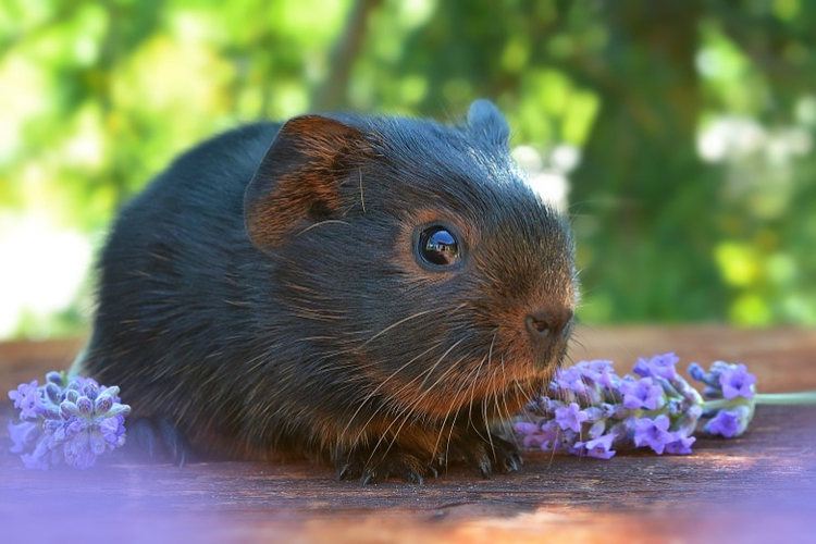 Tengerimalac vasút a Győri állatkertben