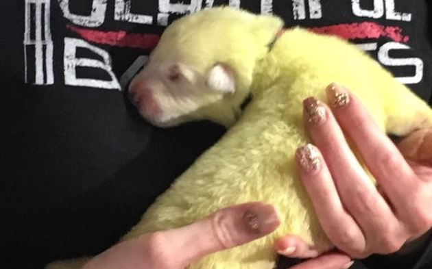 Zöld színű kutya született az Egyesült Államokban