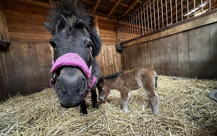 Avalon Lovasudvar és Élménypark- Felejthetetlen időtöltés a Pagony szívében!