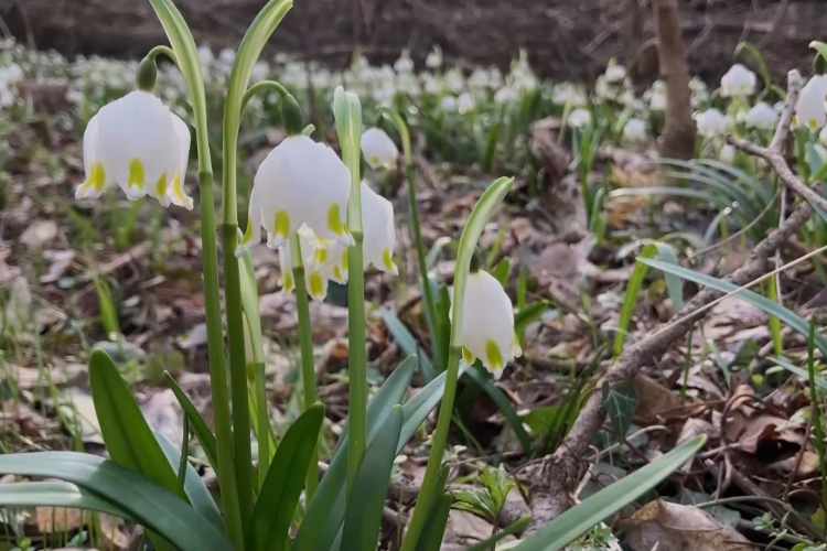 Csodaszép a virágzó tőzike