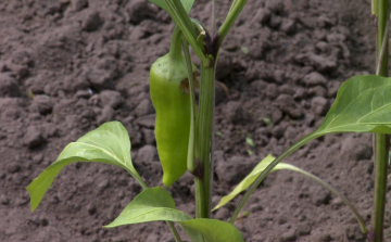 Indul a paradicsom és a paprika szezonja