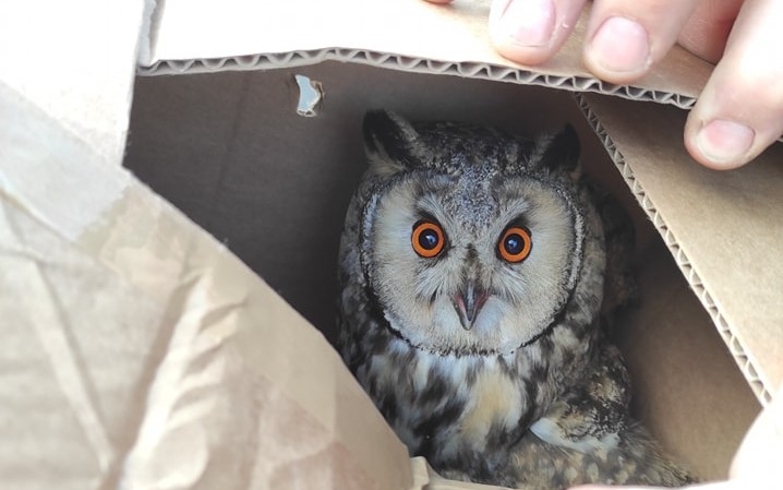 Megmenekült a sérült bagoly