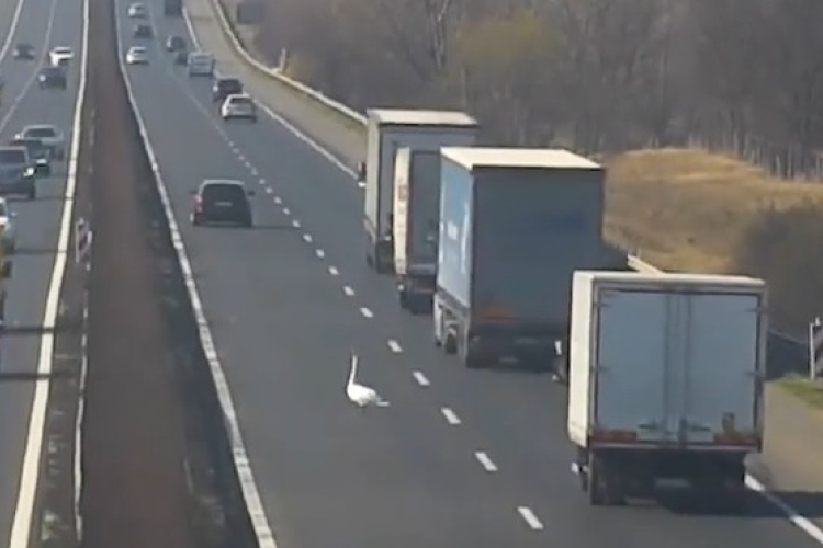 Hattyú szállt le az M1-esre