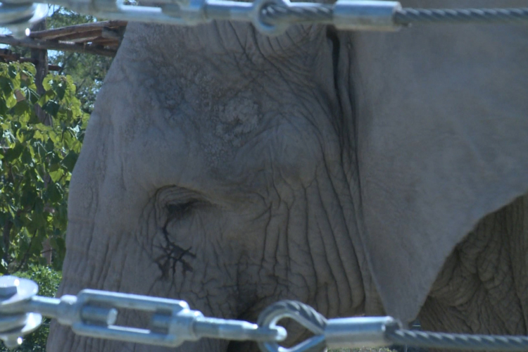 Elefántok világnapja a győri állatkertben is