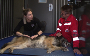 Masszázs a mentőkutyának