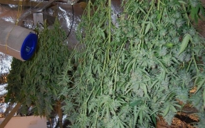 Kábítószert termesztett otthonában