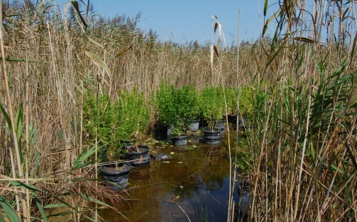 Nádasban nevelt vadkendert egy kópházi férfi