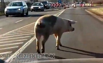 Disznó sétált szemben a forgalommal Győrben 