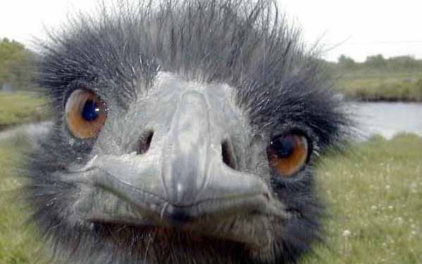 Hat strucc érkezett a veszprémi állatkertbe