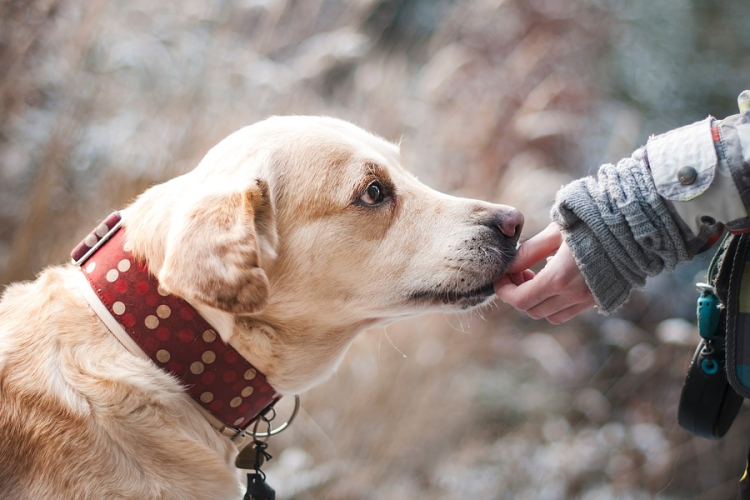 Az ELTE kutatói szerint a kutyákról kellene a robotok reakcióit mintázni 