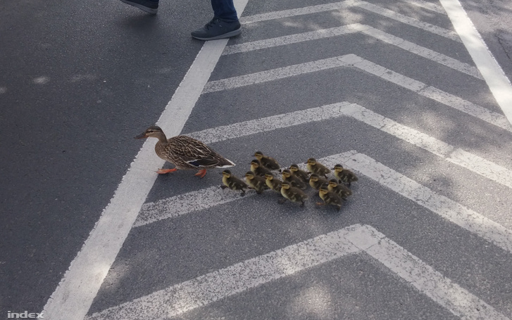 Leállt Budapest forgalma egy kacsacsalád miatt