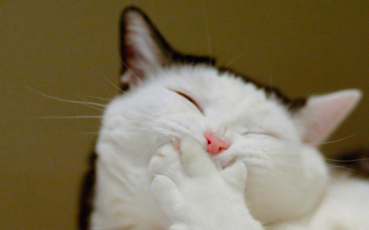 Vicces macska összeállítás!