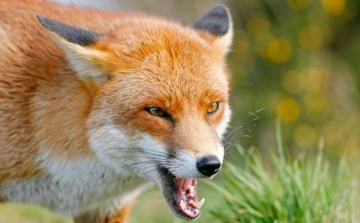 Vécén ülve támadta meg a róka