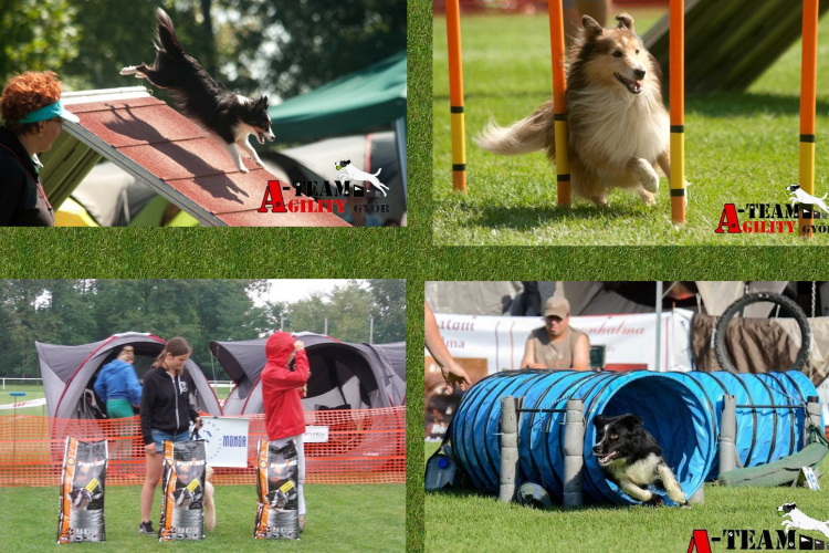 IV. Szigetköz Agility Kupa