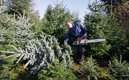 Hamarosan érkeznek a karácsonyfák