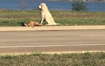 Órákig őrizte elgázolt barátját a pásztorkutya